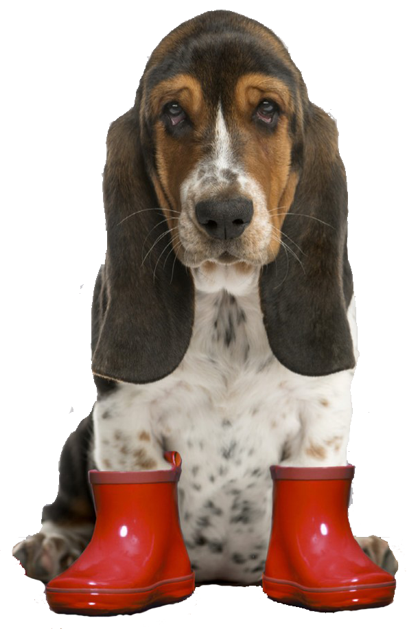 bassett-hound-with-red-boots